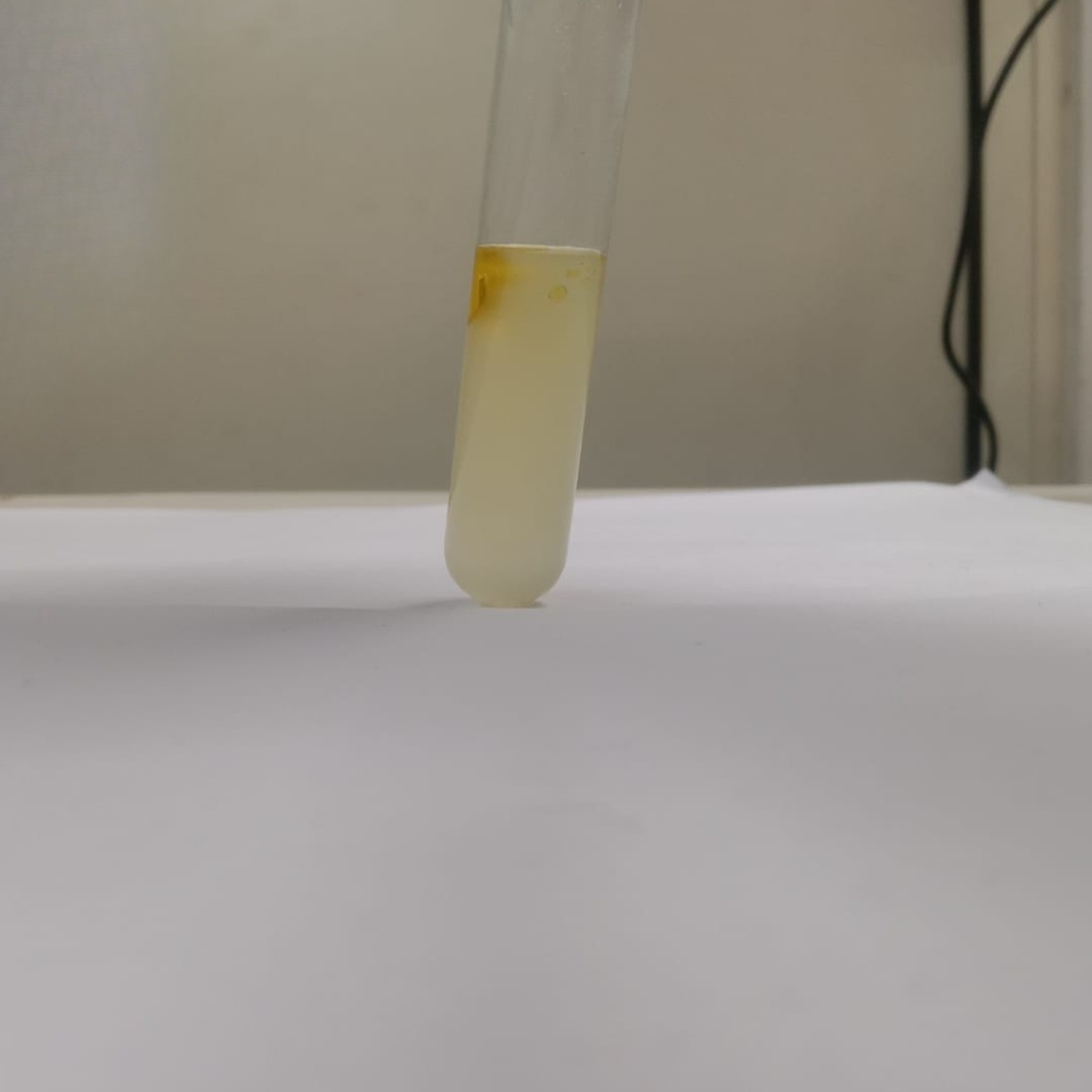 Alkaloid-testing-Moringa-oil