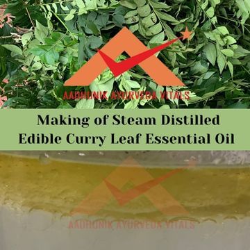 Edible-Curry-Leaf-Essential-Oil