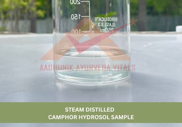 camphor-leaves-hydrosol-sample