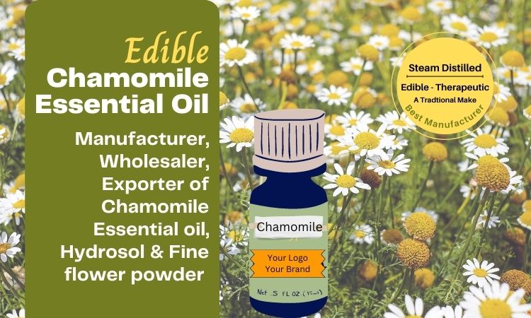 chamomile-essential-oil-manufacturer-and-supplier