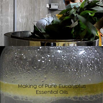eucalyptus-essential-oil-making