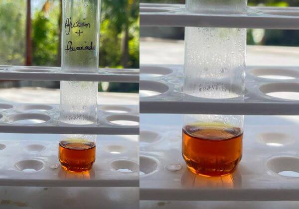 flavonoid-testing-in-ajwain-hydrosol