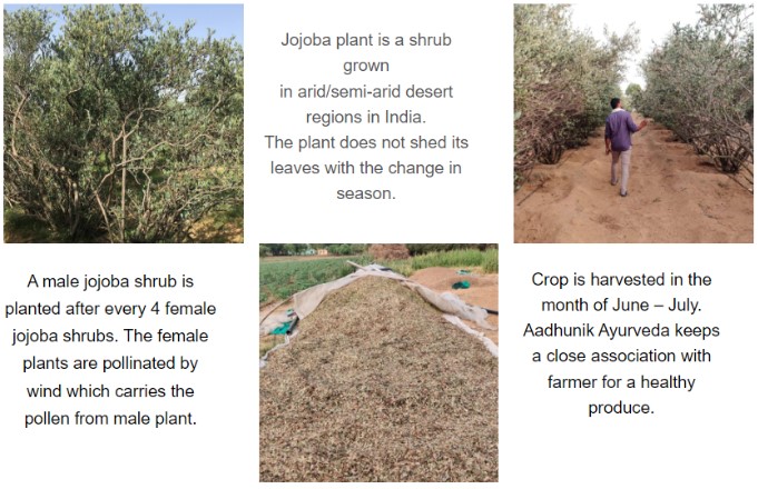 jojoba-farm-and-harvest