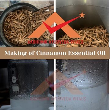 making-of-cinnamon-essential-oil