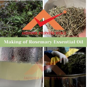 rosemary-essential-oil-manufacturer
                                           