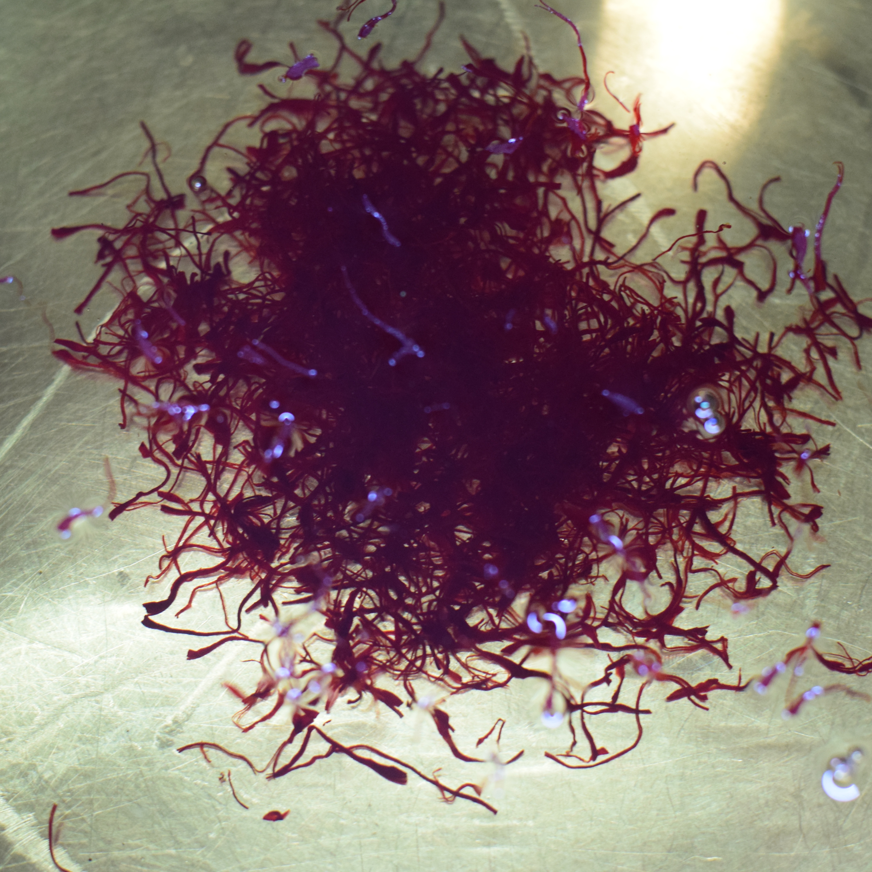 saffron cream manufacturer,kumkumadi face oil manufacturer, private label kumkumadi cream for dry skin, organic kumkumadi face cream making