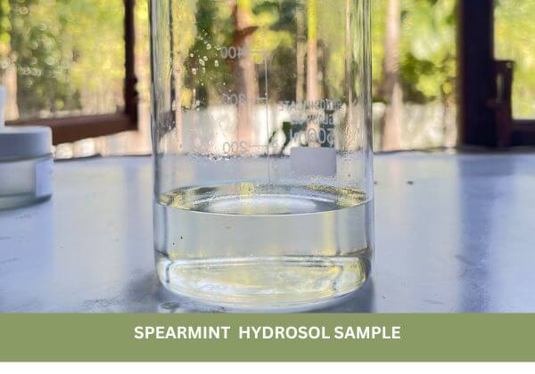 spearmint-hydrosol-sample