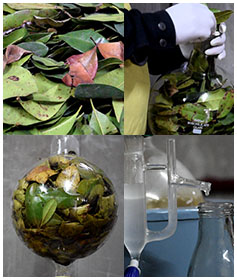clove-leaf-hydrosol-essential-oil