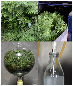 juniper-hydrosol-essential-oil