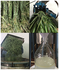 lemongrass-hydrosol-essential-oil