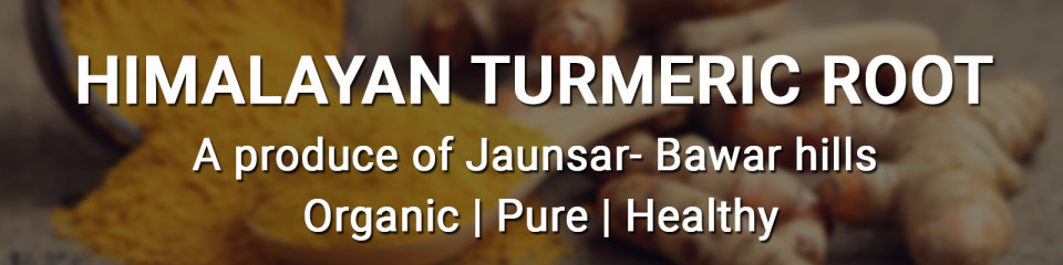 turmeric essential oil manufacturer in india